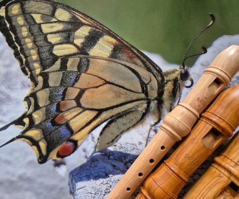 Ein Schwalbenschwanz-Schmetterling sitzt auf einer Flöte. 