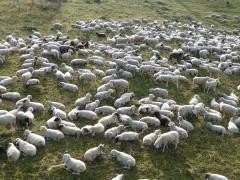 Eine Grüne Wiese mit sehr vielen Schafen. Link zum Youtube-Video "Leer sind die Felder."